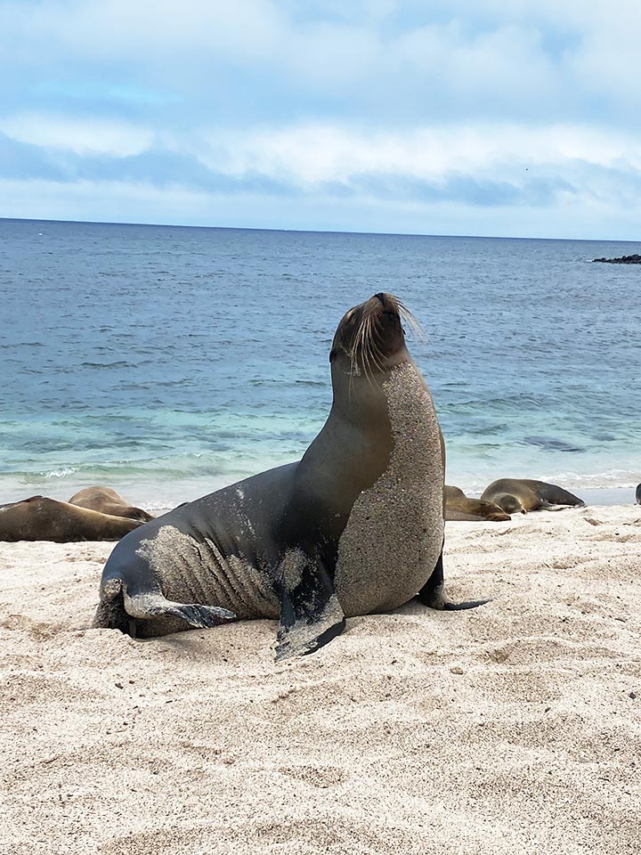 Mansergala fauna en Galápagos - Foca en la playa