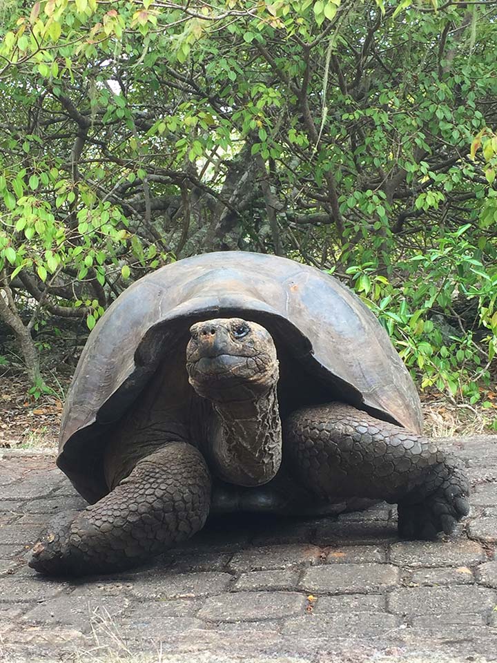 Mansergala fauna en Galápagos - Tortuga Galápagos