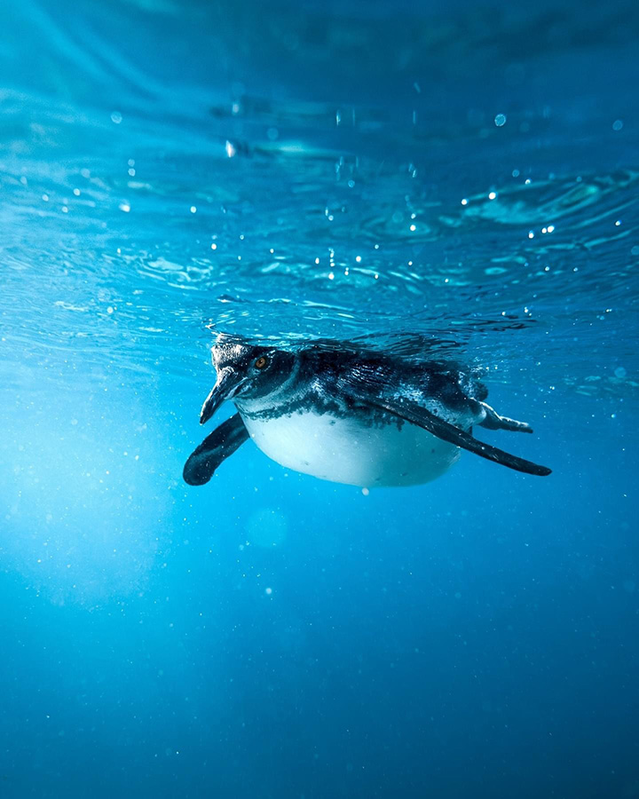 Mansergala fauna en Galápagos - pingüino