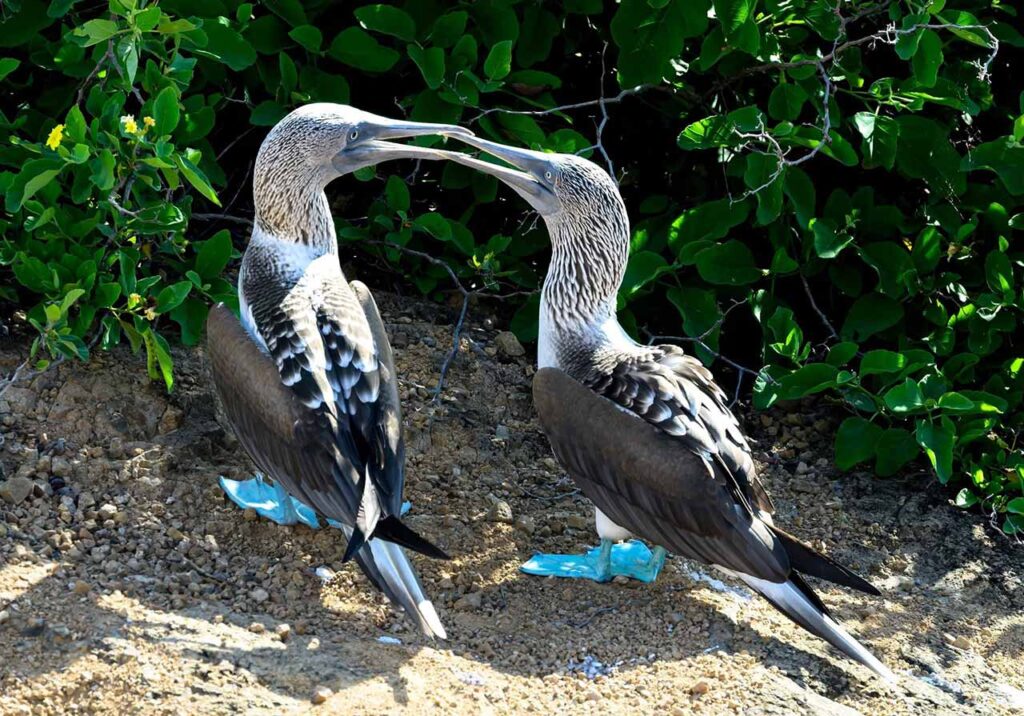 Mansergala fauna en Galápagos - piqueros de patas azules