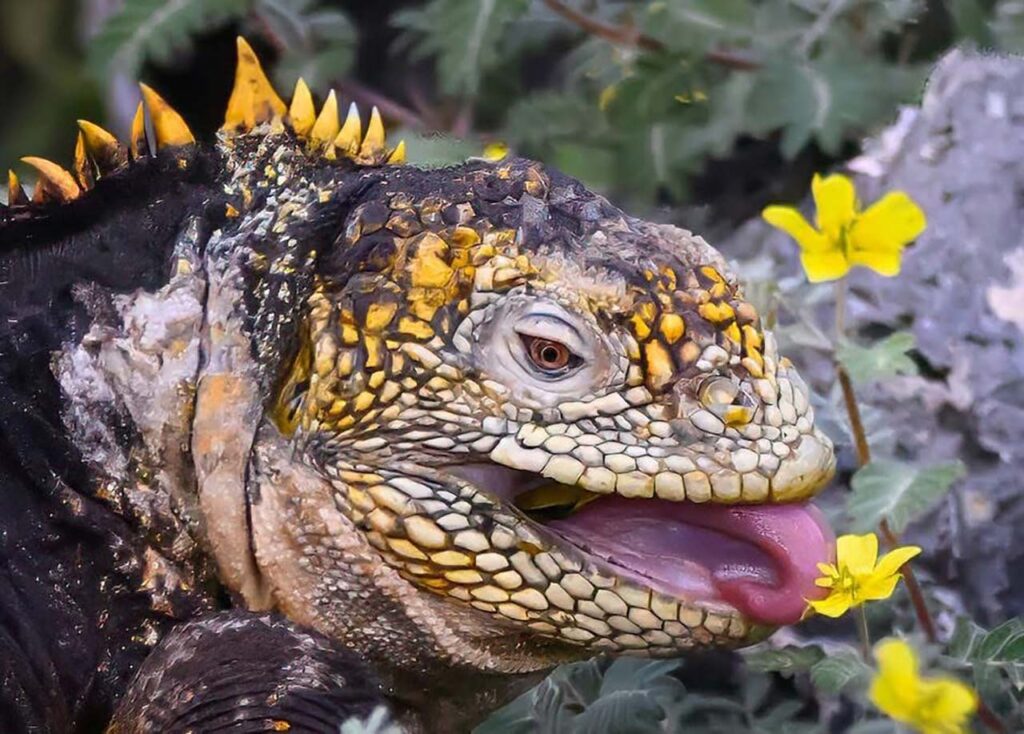 Mansergala fauna en Galápagos - iguana