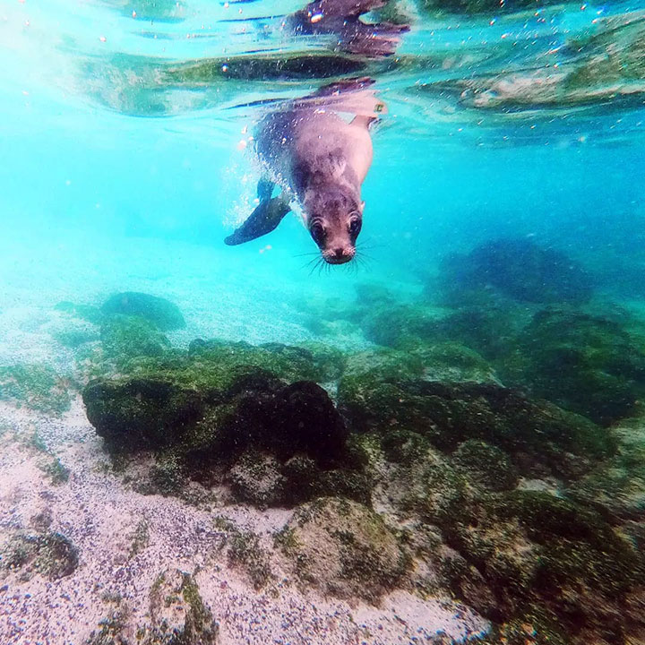 Mansergala fauna en Galápagos - Foca