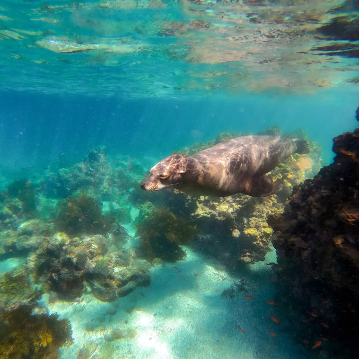 Mansergala fauna en Galápagos - Foca