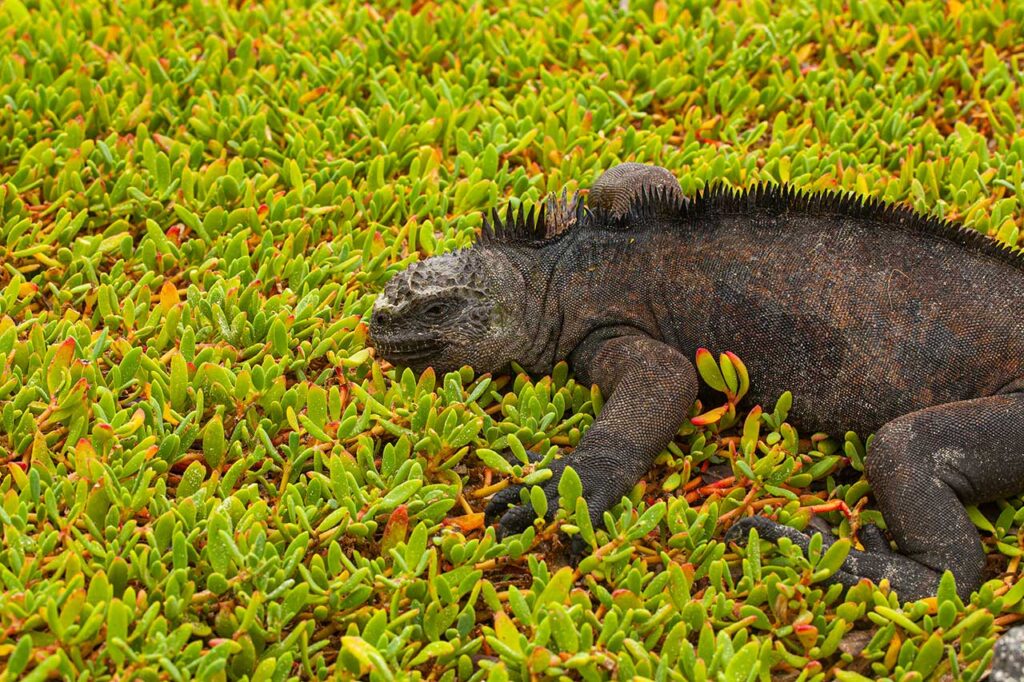Experiencia sensorial en galápagos - iguanas